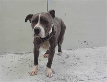 Staffordshire Bull Terrier and Mixed Breed Dogs Available for Adoption in Houston, Texas - SAWL | PetCurious