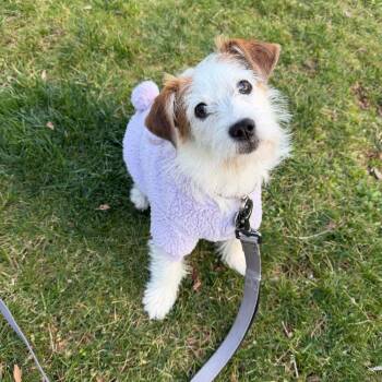 Jack Russell Terrier Dogs Available for Adoption - Penny | PetCurious