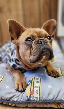 Créme Brûlée -  French Bulldog Dog for Adoption in Parlier, California - Créme Brûlée | PetCurious