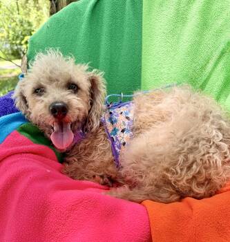 Makana BR14496-T -  Poodle Dog for Adoption in Missouri City, Texas - Makana BR14496-T | PetCurious