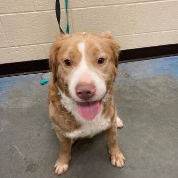 Mixed Breed Dogs Available for Adoption in Memphis, Tennessee - Sunny | PetCurious