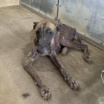 Shayla Wayla -  Belgian Shepherd Malinois Dog for Adoption in Edinburg, Texas - Shayla Wayla | PetCurious