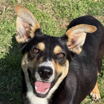 Australian Cattle Dog Blue Heeler Dogs Available for Adoption in Logan, Utah - Flo | PetCurious