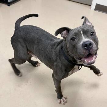 Bullseye -  Pit Bull Terrier Dog for Adoption in Pine Bluff, Arkansas - Bullseye | PetCurious