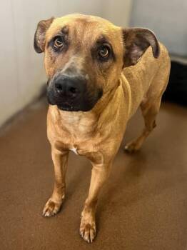 Rover -  Mixed Breed Dog for Adoption in Winfield, Kansas - Rover | PetCurious