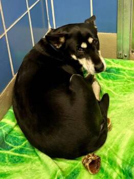 Australian Kelpie Dogs Available for Adoption - Saint | PetCurious