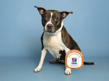 ATHENA HALE -  Pit Bull Terrier Dog for Adoption in Phoenix, Arizona - ATHENA HALE | PetCurious
