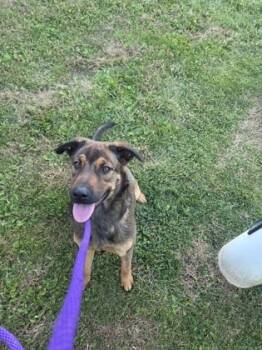 Rescue Mixed Breed Dogs for Adoption in Fallston, Maryland - Basil | PetCurious