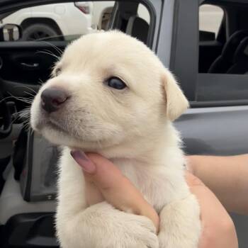 Matcha -  Mixed Breed Dog for Adoption in Midland, Texas - Matcha | PetCurious