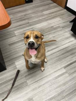 Rescue Mixed Breed Dogs for Adoption in Palmetto, Florida - JAYCE | PetCurious