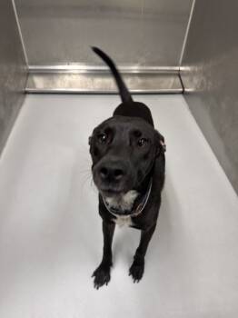 Rescue Labrador Retriever Dogs for Adoption in Houston, Texas - Birdie | PetCurious
