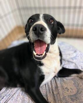 Neo -  Boxer and Mixed Breed Dog for Adoption in Evergreen, Colorado - Neo | PetCurious
