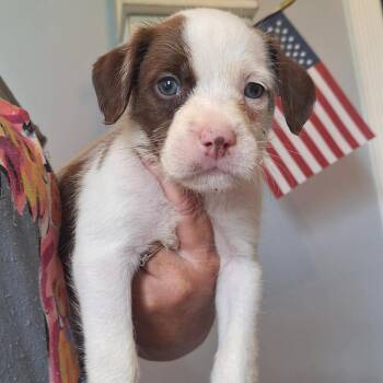 Tiki -  French Bulldog and Sheep Dog Dog for Adoption in East St. Louis, Illinois - Tiki | PetCurious