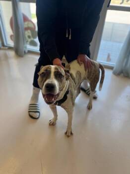 Mufasa* -  Boxer and Pit Bull Terrier Dog for Adoption in Belton, Texas - Mufasa* | PetCurious