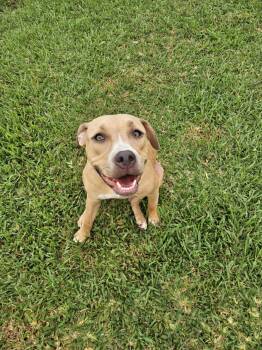 Rescue American Bully and American Staffordshire Terrier Dogs for Adoption in League City, Texas - Caroline | PetCurious