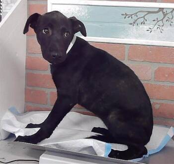 SAMANTHA -  Staffordshire Bull Terrier and Mixed Breed Dog for Adoption in Houston, Texas - SAMANTHA | PetCurious