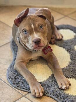 Marlon -  Pit Bull Terrier Dog for Adoption in Las Vegas, Nevada - Marlon | PetCurious