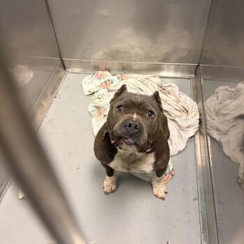 Big Boah -  Mixed Breed Dog for Adoption in Davenport, Iowa - Big Boah | PetCurious
