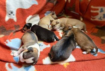 Plantain -  Chihuahua Dog for Adoption in Waunakee, Wisconsin - Plantain | PetCurious