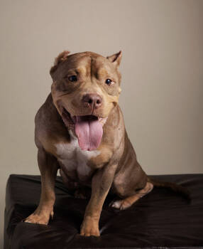 Rescue American Bulldog and Pit Bull Terrier Dogs for Adoption in Austin, Texas - Mely | PetCurious