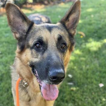 WANGZAI -  German Shepherd Dog Dog for Adoption in Kent, Washington - WANGZAI | PetCurious