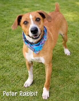 Peter Rabbit -  Hound Dog Available for Adoption in Gautier, Mississippi - Peter Rabbit | PetCurious