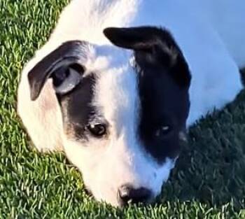 Mixed Breed Dogs Available for Adoption - Julia | PetCurious