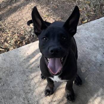 Gromit -  Black Labrador Retriever and Pit Bull Terrier Dog for Adoption in The Colony, Texas - Gromit | PetCurious