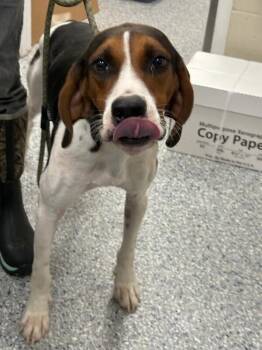 Chase -  Treeing Walker Coonhound Dog for Adoption in Burgaw, North Carolina - Chase | PetCurious