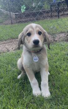 Fonzie Lonestar -  Great Pyrenees Dog for Adoption in Rockaway, New Jersey - Fonzie Lonestar | PetCurious