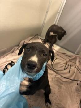 Batty -  Pit Bull Terrier and Mixed Breed Dog for Adoption in Fresno, California - Batty | PetCurious