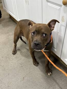 Rescue Terrier and Pit Bull Terrier Dogs for Adoption - BEN | PetCurious