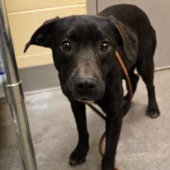 Labrador Retriever and Basset Hound Dogs Available for Adoption - Moon Beam | PetCurious