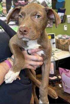 Jeffery -  Mixed Breed Dog for Adoption in Atlanta, Georgia - Jeffery | PetCurious