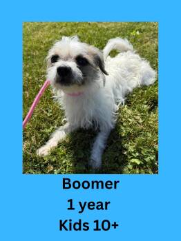 Boomer -  Shih Tzu Dog Available for Adoption in Ravenna, Ohio - Boomer | PetCurious