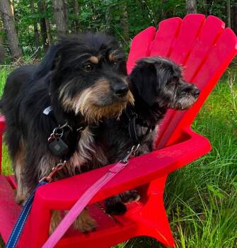 Buster -  Yorkshire Terrier and Border Terrier Dog for Adoption in Rochester, New York - Buster | PetCurious