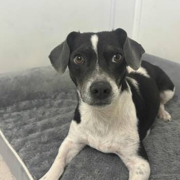 Rescue Rat Terrier Dogs for Adoption in Yucaipa, California - Lasso | PetCurious