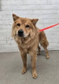 LOKI -  Chow Chow Dog for Adoption in San Bernardino, California - LOKI | PetCurious