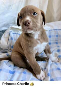 Hound Dogs Available for Adoption - Charlotte | PetCurious