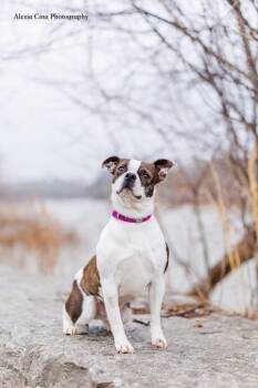 Boston Terrier Dogs Available for Adoption - Pippi Longstocking | PetCurious