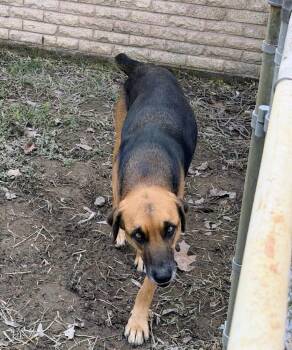 Labrador Retriever and Shepherd Dogs Available for Adoption in Silsbee, Texas - Maggie Rae | PetCurious