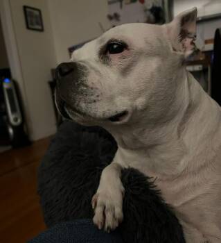 Boston Terrier and Mixed Breed Dogs Available for Adoption in Roanoke, Virginia - Maggie | PetCurious