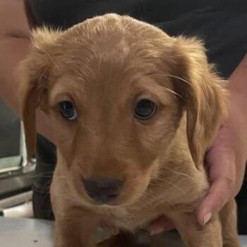 Yellowstone -  Mixed Breed Dog for Adoption in Hemet, California - Yellowstone | PetCurious
