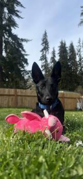 Rescue Belgian Shepherd Malinois Dogs for Adoption in Port Angeles, Washington - Jeffrey | PetCurious