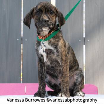 Hound Dogs Available for Adoption in Wake Forest, North Carolina - Callan | PetCurious