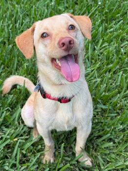Spaniel and Chihuahua Dogs Available for Adoption in Saugus, Massachusetts - Donny Ziggy | PetCurious