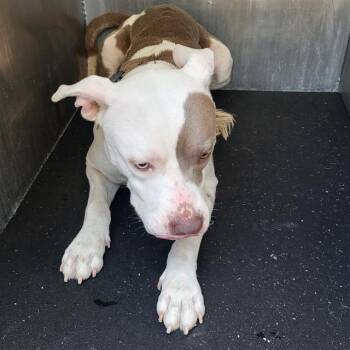 REMY -  American Staffordshire Terrier Dog for Adoption in San Antonio, Texas - REMY | PetCurious