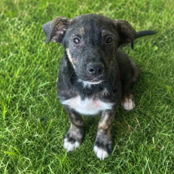 German Shepherd Dog Dogs Available for Adoption in Crosby, Texas - Bear | PetCurious