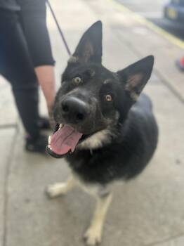 Rescue German Shepherd Dog Dogs for Adoption in Newark, New Jersey - Tethys | PetCurious