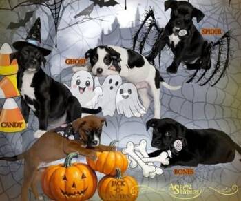 Ghost -  Mixed Breed Dog for Adoption in Hobart, Indiana - Ghost | PetCurious
